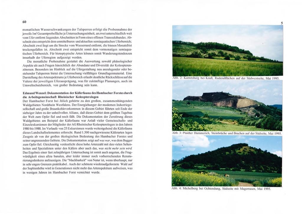 5 Abb. 2: Korre sberg bei Kruft, Ruderalflächen auf der Südwestseite, Mai 1995. Abb. 3: Plaidter Hummerich, Steinbrüche und Brachen auf der Südseite, Mai 1995.