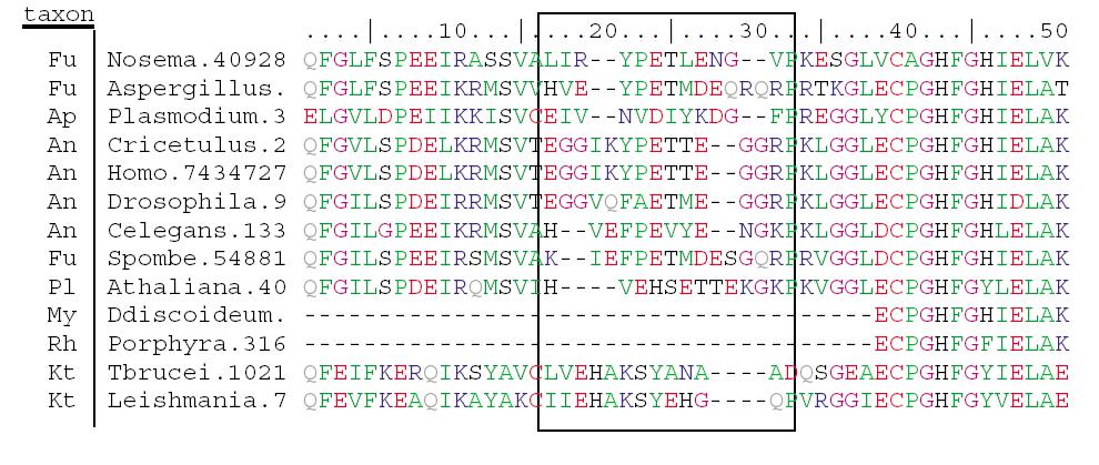 MP und Multiple Sequence Alignment Für (DNA, Protein) Sequenzen: Base / AA = Character Welche Basen soll man miteinander vergleichen?