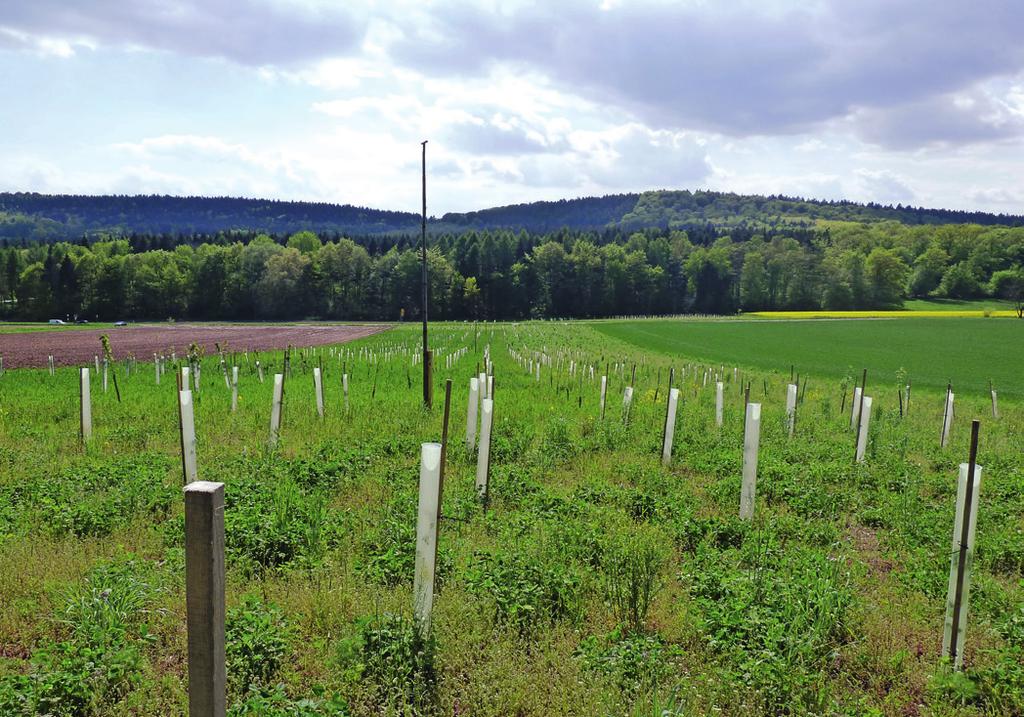 Dort wurden insgesamt 9 km intensiv genutzte Agrarlandschaft durch Erhalt und Schaffung von 22 Trittsteinbiotopen überbrückt.