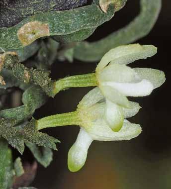 24 Taeniophyllum halmaheranum Die Orchidee 4(04), 2018/E-Paper tung gehört zur Tribus Vandeae Lindl, Subtribus Aeridinae Pfitzer, die 83 Gattungen und ca. 1 550 Arten umfasst.