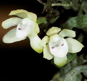 von Nordaustralien, Neuseeland, Mikronesien und den Pazifik-Inseln bis zu den Austral-Inseln verbreitet sind (Genera Orchidacearum, Vol. 6, 2014: 301).