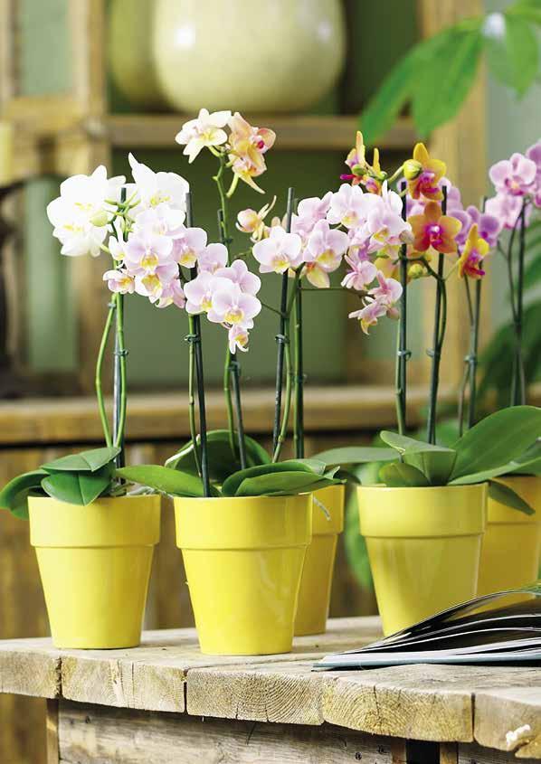 DIE FLORAGARD ERDEN INDOOR ERDEN Die Basis für grüne Innenraumgestaltung Zimmerpflanzen, Orchideen, Palmen oder sogar fleischfressende Pflanzen sind über das ganze Jahr hinweg ein echtes Highlight