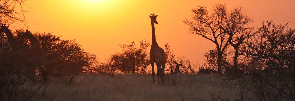 Namibia hautnah 13-tägiges begleitetes Allrad-Abenteuer mit Scharff Reiseleitung Das Gefühl von Freiheit im eigenen Allrad-Fahrzeug durch die unendlichen Landschaften zwischen Wüsten, Gebirgszügen