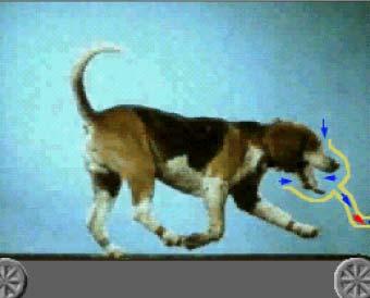 Bewegungsstudien am Laufband Hundelaufband Prinzip (derzeit nicht