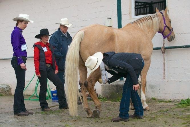 Ich glaube, mit Pferd hätte das ganze in einer Katastrophe geendet.