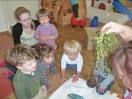 den Kindern eine Kartoffelpflanze zeigen.