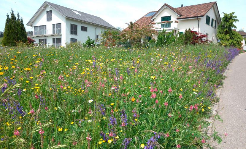 4 Neu angesäte Blumenwiese anstatt Rasen. Unsere Gärten und Parks sind wichtige Oasen der Erholung.