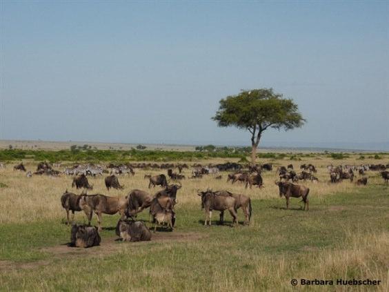 Tag 3: Maasai Mara Sie werden heute den ganzen Tag auf Pirschfahrten im Nationalreservat sein und somit die Möglichkeit haben, die