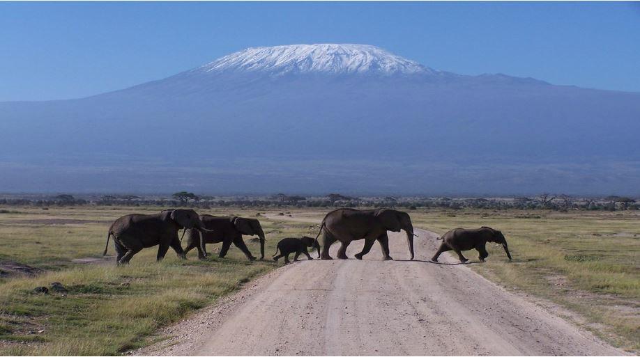 Sie erreichen den Amboseli NP zum späten Lunch. Nachmittags geht es dann auf Pirschfahrt im Amboseli Nationalpark mit seinen großen Elefantenherden vor dem Hintergrund des Mount Kilimanjaro.