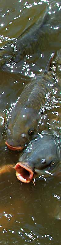 UNSER BIO EKB FISCH Die besten, österreichischen Almkräuter für schnelleres Wachstum und bessere Gesundheit in der Fischzucht.