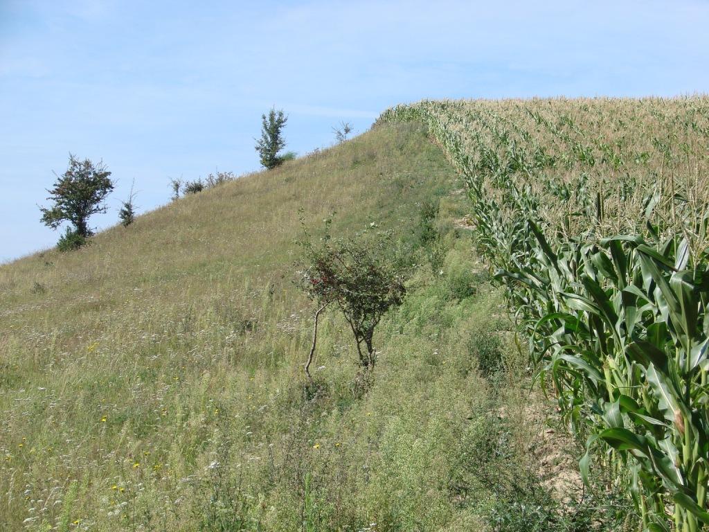 Maisanbau auf kontinentalem Trockenrasen im NSG