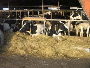 000 Zellen Alle Kühe werden gedippt (bei 1 Melker) Keine Lufteinbrüche