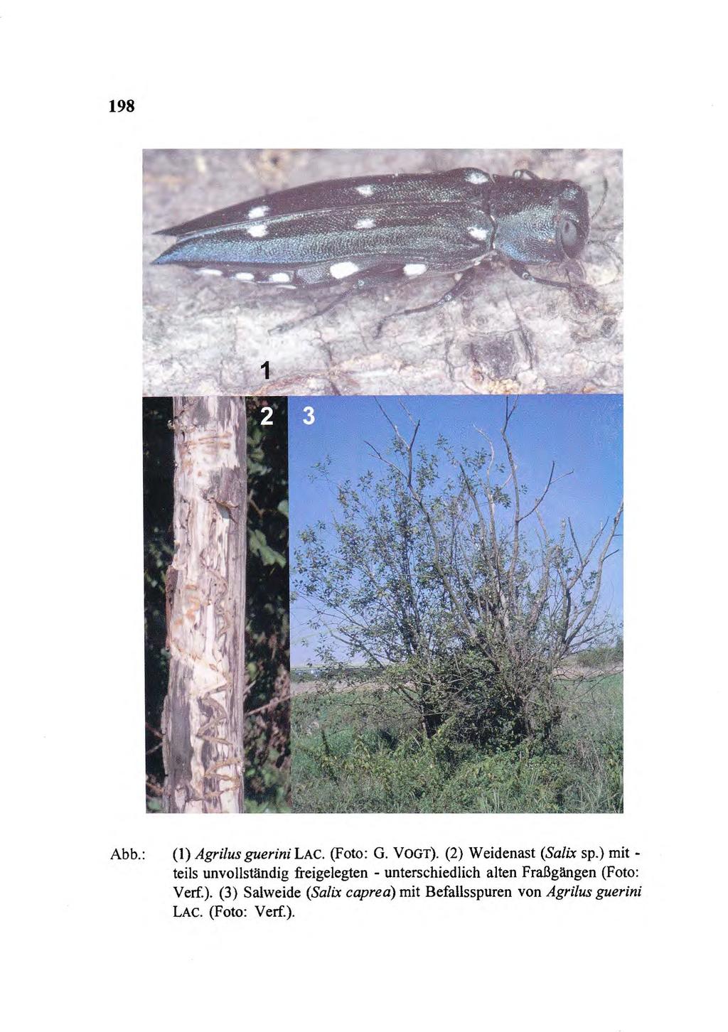 198 Abb.: (1) Agrilus guerini LAC. (Foto: G. VOGT). (2) Weidenast (Salix sp.