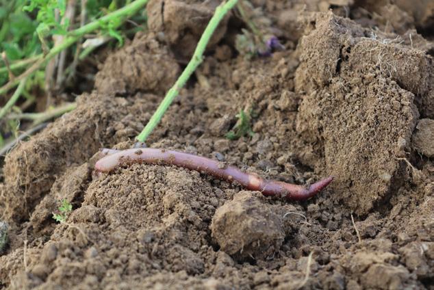 Wissenschaftliche Untersuchungen haben gezeigt, dass der Anbau der mehrjährigen Energiepflanzen im Vergleich mit Mais zu einem vermehrten Vorkommen von Regenwürmern führt.