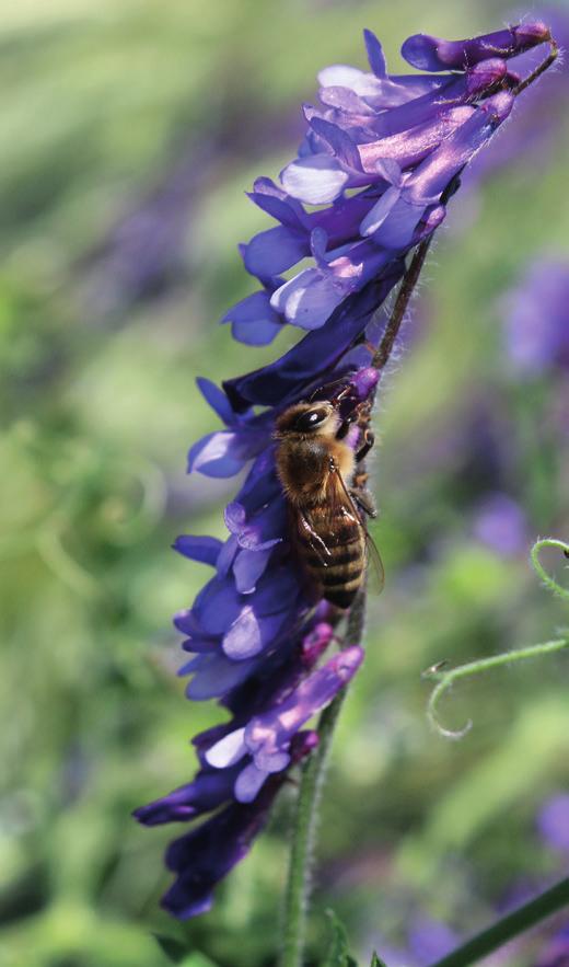 Sie profitieren aber in zweiter Instanz, da die Hummeln die Blütenkelche aufweiten und so den Nektar für Bienen verfügbar machen.