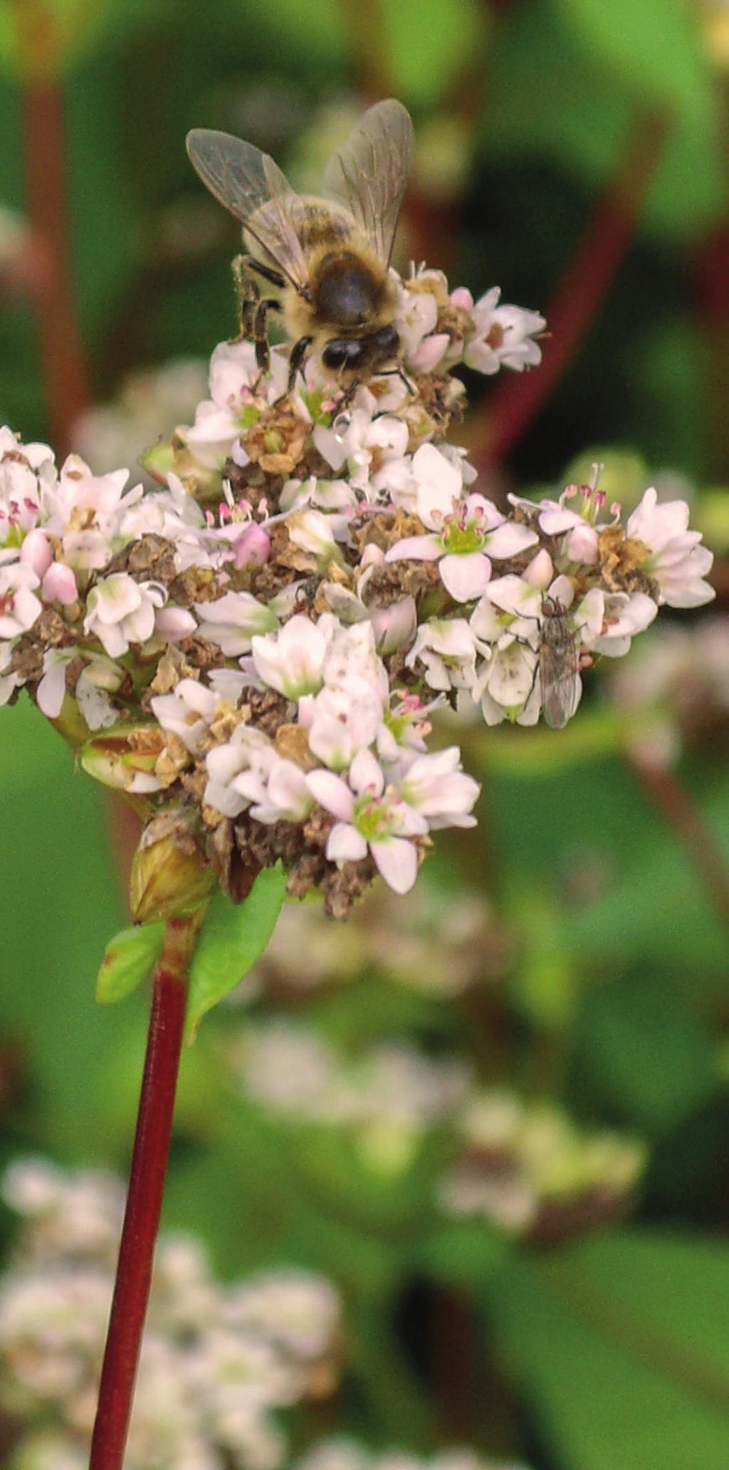 Buchweizen ist als Bienenweide sehr attraktiv. Jede Pflanze bildet bis zu 1800 Blüten.