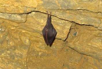 Die folgenden Punkte sollten beim Fotografieren von Fledermäusen in Höhlen berücksichtig werden: am Beginn und am Ende der Wintersaison ist die Gefahr, Fledermäuse aus dem tiefen Winterschlaf zu