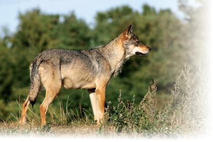 Wolf in der STMK Derzeit Wechselwild 2010 keine Nutztierrisse deutlicher Rückgang der