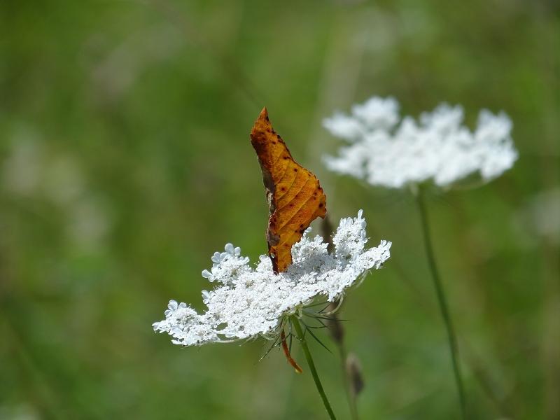RÄTSEL 1 und 2 Leider nur sehr mäßige Beteiligung. Diesen herrlichen Blatt-Schmetterling konnte ich bei Niedergailbach beobachten. Wer kann Angaben über die Art machen?