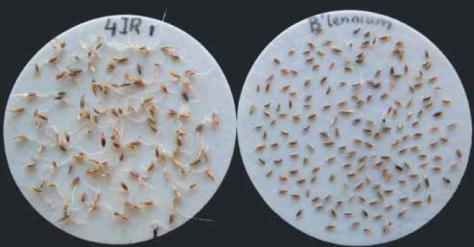 Entwicklung Festuca arundinacea- und Agrostis-Sorten 1980-2014 Spezialgräser Lolium multiflorum (Einjähriges