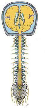 Sutherland 5 Die rhythmische Motilität des Gehirns und des Rückenmarks The rhythmic inherent motility of the brain and spinal cord Die