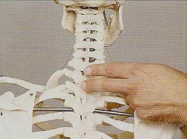 apparat Viscerale Osteopathie für die inneren Organe