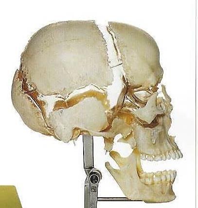 Os temporale zeigte dem Osteopathen Sutherland, dass der Knochen für Bewegung gebaut ist.