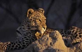 Tag 4 bis Tag 6 Central Kalahari (ca. 310 km) Deception Valley Lodge (Safari Tent) Das Central Kalahari Game Reserve ist das gröβ te Wildreservat Botswanas, mit einer Ausdehnung von 52 800 qkm.