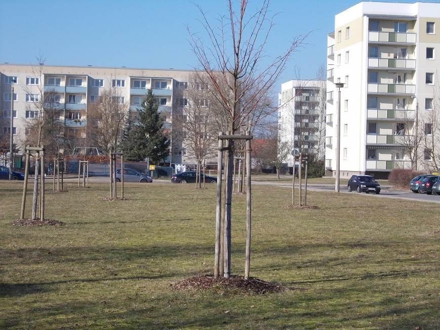 Fläche 5 Fläche vor Maxim-Gorki-Straße Flurstück 286 Wohnbaugesellschaft 23 Bäume Absprache EnivaTherm Pflanzung von 22 Bäumen, 1 Baum Lage des Bestands prüfen Durch