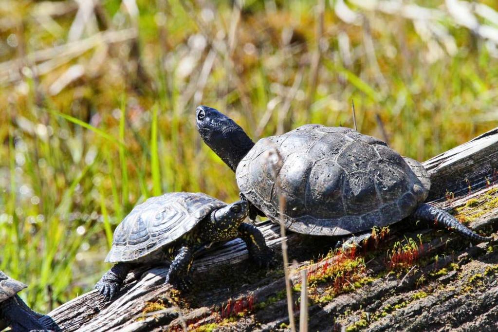 Erstes BFD- Seminar in der Blumberger Mühle Fast weg Die Europäische Sumpfschildkröte NEU!