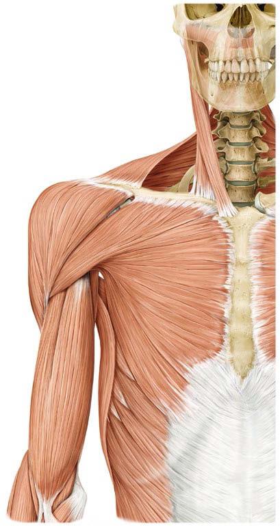 Obere Extremität, Schultergürtel und freie Gliedmaße Abb. 9.19 Muskeln der rechten Schulter, Ansicht von ventral. 9.4.