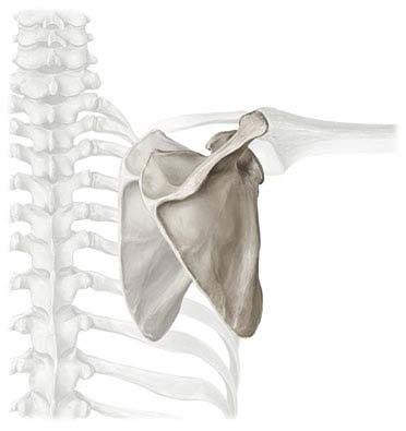 9.3 Schultergürtelgelenke und Schultergelenk Abb. 9.15 a f Bewegungen im Schultergelenk aus der Neutral-Null-Stellung (0 ). a Anteversions- bzw. Retroversionsbewegungen (Flexion bzw.