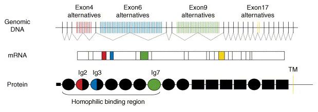Beispiel I: Proteindiversifizierung von Dscam in Drosophila neuronaler Zelloberflächen-Rezeptor mehr als 38.