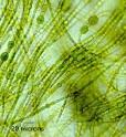 Algenblüten Frühjahr: Sommer: Herbst: März Mai kleine Algen (Kieselalgen, Grünalgen) zeitlich versetztes Auftreten von Zooplankton Klarwasserstadium große Algen (Dynoflagellaten, Grünalgen) Verbrauch