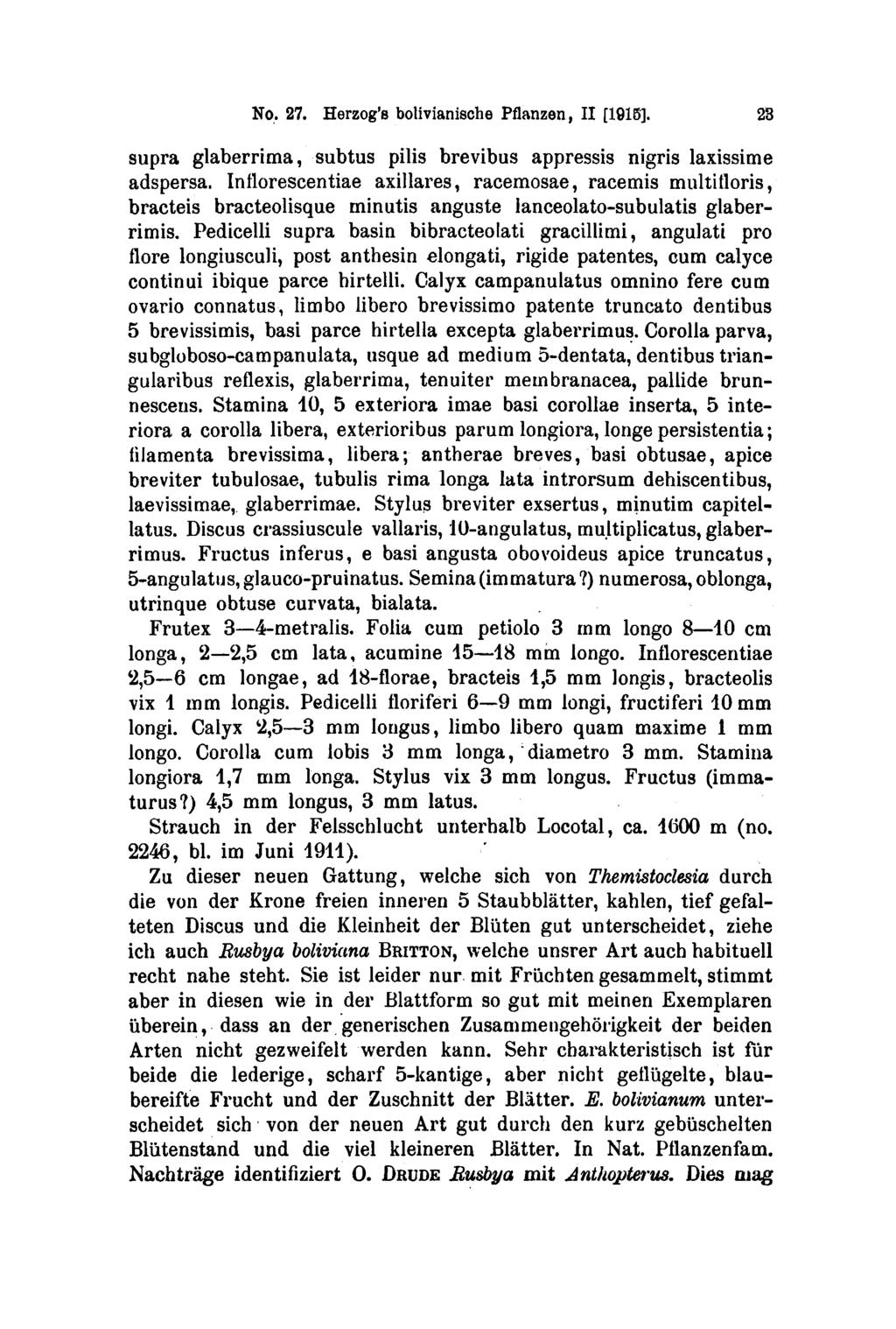 No. 27. Herzog's bolivianische Pflanzen, II [1915]. 23 supra glaberrima, subtus pilis brevibus appressis nigris laxissime Inflorescentiae adspersa.