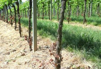 Kulturen Wirkung Zusatzwirkung Einsatzzeitpunkt Gebindegröße Zulassung 60 g/l Carfentrazone-Ethyl Mikroemulsion Triazolinone / Kontakt 1,0 l/ha in 200 500 l/ha Wasser; Splittinganwendung: 2