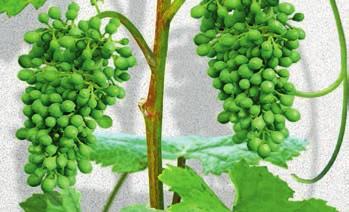 Weinbau Systemische Wirkung Dadurch auch Wirkung auf Larven in den Beeren.