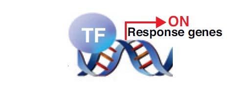 Gibberellinbindung an Rezeptor (GID1): Repressoren (DELLA) werden degradiert Transkriptionsfaktoren werden nicht mehr inaktiviert
