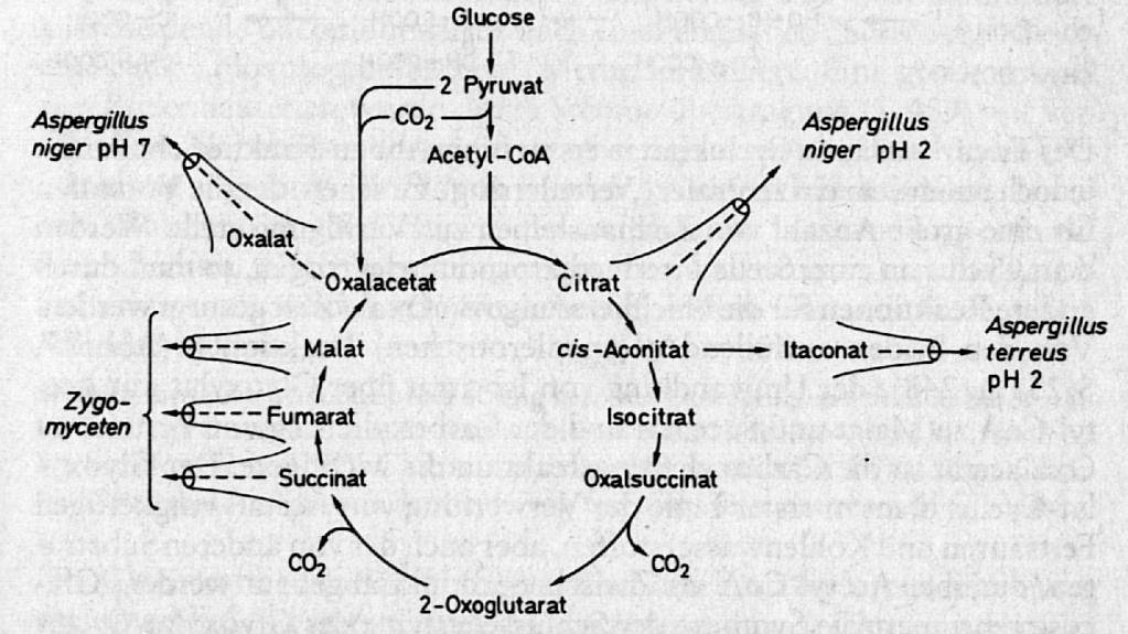 Technische Produktion durch Mikroorganismen Technische Produktion durch Mikroorganismen Citronensäure wird von Aspergillus niger industriell produziert.