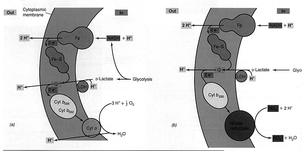 Nitrat-Atmung E. coli besitzt eine membrangebundene Nitratreduktase mit FeS-Cluster und Cyt b, bei der Reaktion wird ein Protonengradient aufgebaut.