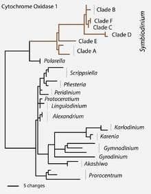 Kryptische Vielfalt der Symbiodinium- Typen