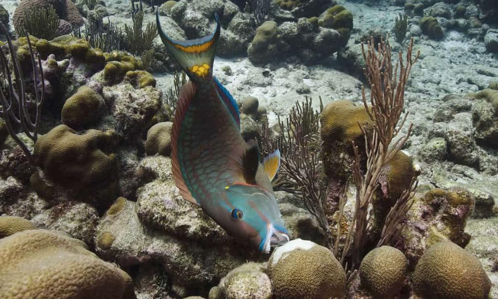 Biologische Wechselwirkungen und Riffverlust in der Karibik Papageienfisch