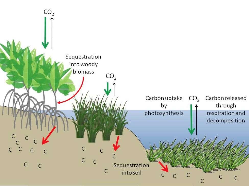 Kohlenstoff-Speicherung in Seegraswiesen und Mangroven blue carbon Sedimentwolke nach heftigen Niederschlägen +
