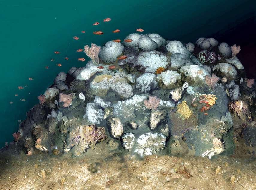 Korallenökosysteme Biodiversitäts Hot Spots der Tiefe Wer wohnt