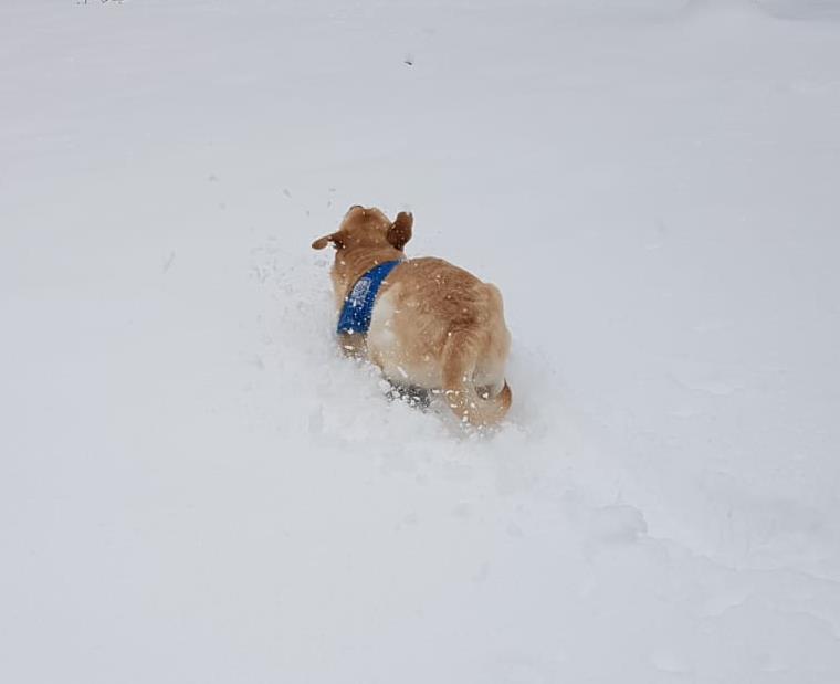 Der tobt im Schnee und genießt das Leben!