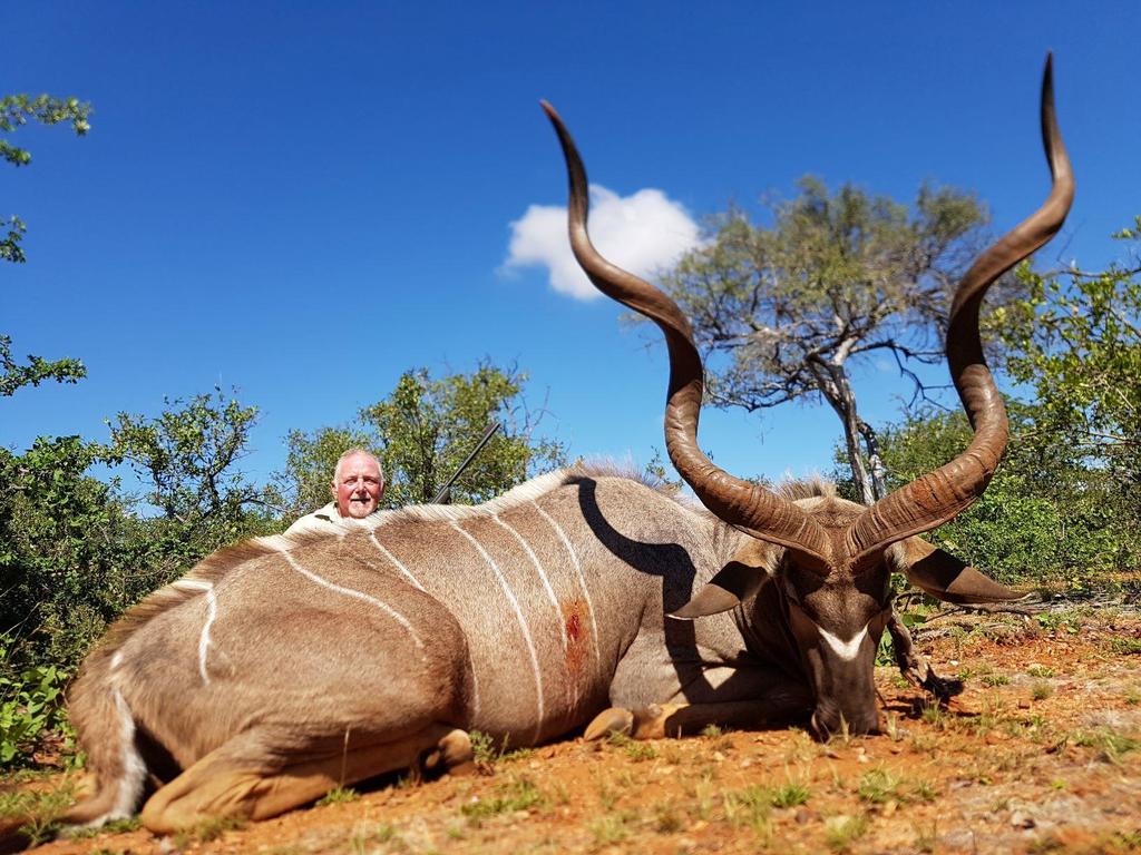 Bei strahlend blauem Himmel wurde dieser alte Kudu-Bulle, nach spannender Pirsch, erlegt!