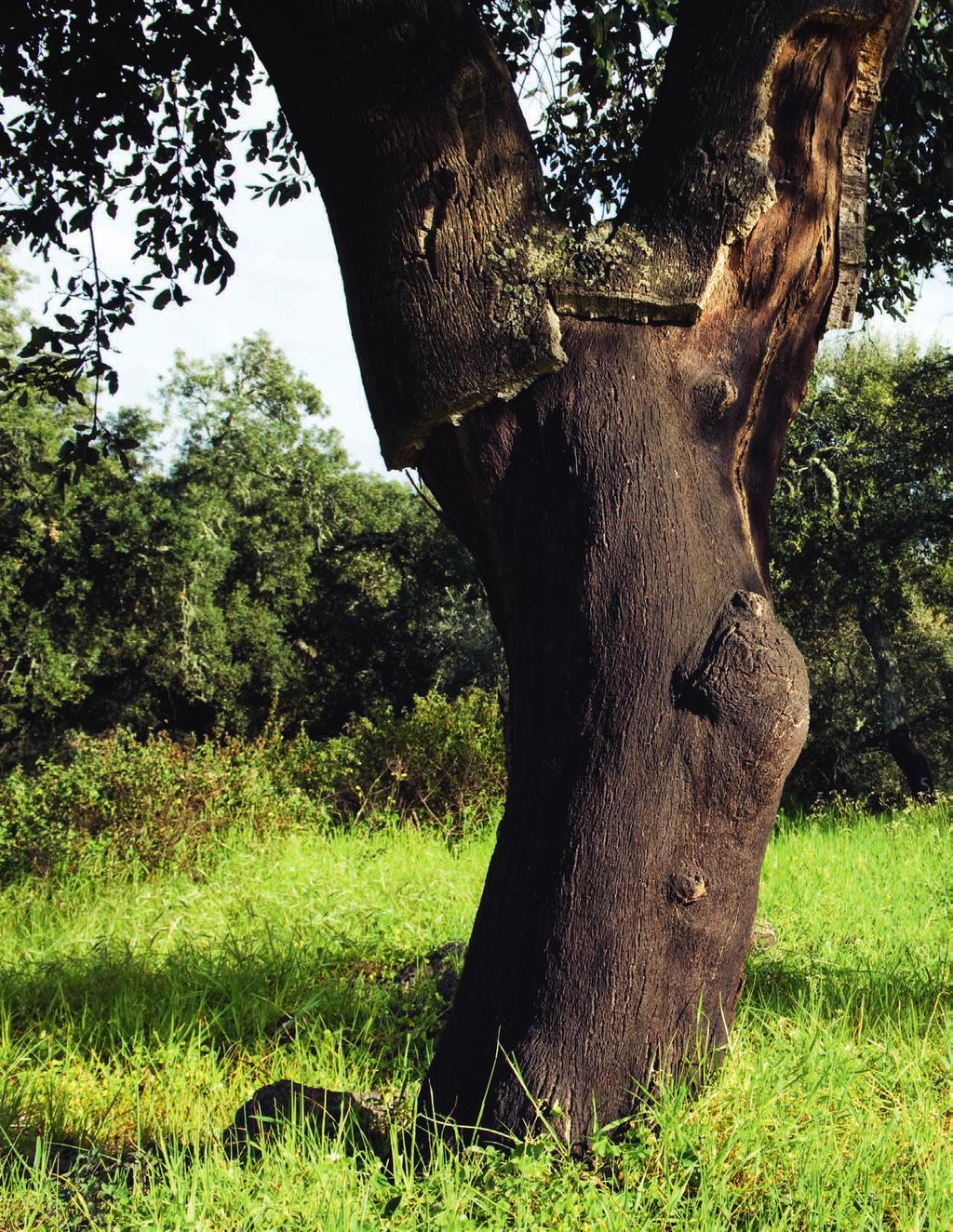 Bodenbelag Kork, ein außergewöhnlicher Rohstoff Kork ist die Rinde der Korkeiche (Quercus Suber L.), ein 100 % natürliches Pflanzengewebe, das Stamm und Äste bedeckt.