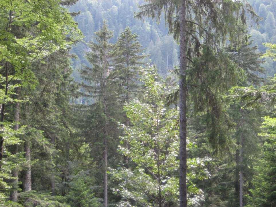 In den submontanen und montanen Lagen dominieren Bergmischwälder aus Fichte, Buche und Tanne unterschiedlicher