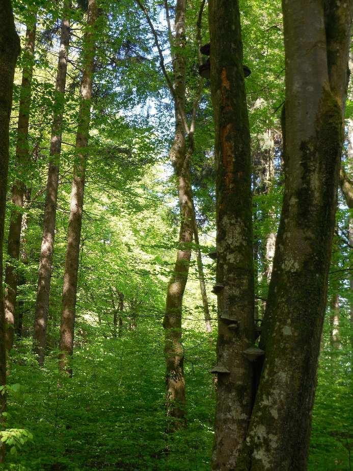 den Klasse 1-Waldbeständen im Hochgebirge i. d. R. um nicht bewirtschaftete Bestände handelt. In Klasse 2-Waldbeständen beträgt der gemessene Wert der Inventur 38 m³/ha.