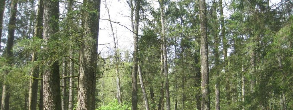 Zum Schutz des Waldbodens kommt angepasste Forsttechnik zum Einsatz. Moorbänder, Seilbringung, das Verbringen von Kronenmaterial auf die Rückegassen etc. ermöglichen eine schonende Holzernte.